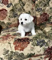 Phoebe, a female Bichon Frise for sale in Montezuma, GA – 2 of 2