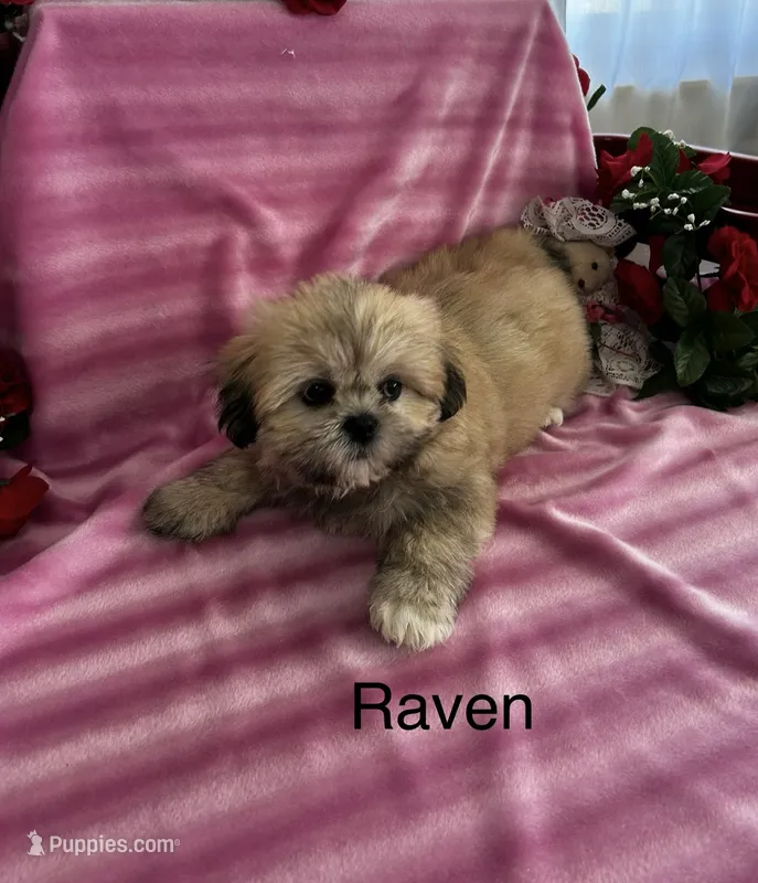 Raven – Lhasa Apso puppy for sale in Montezuma, GA