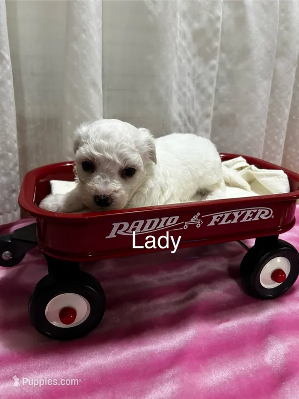 Lady – Bichon Frise puppy for sale in Montezuma, GA