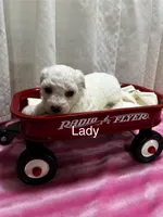 Lady, a female Bichon Frise for sale in Montezuma, GA – 1 of 2