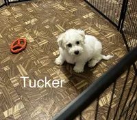 Tucker, a male Bichon Frise for sale in Montezuma, GA – 2 of 3