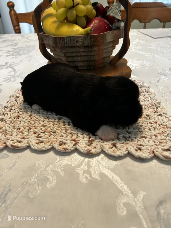 Panda – Lhasa Apso puppy for sale in Montezuma, GA