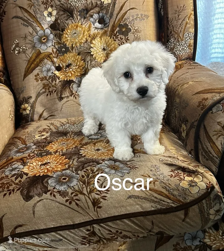 Oscar – Bichon Frise puppy for sale in Montezuma, GA