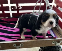 Jack, a male Cavalier King Charles Spaniel for sale in Montezuma, GA – 2 of 3
