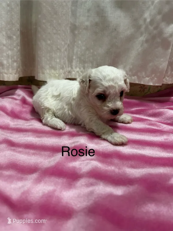 Rosie – Bichon Frise puppy for sale in Montezuma, GA