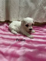 Rosie, a female Bichon Frise for sale in Montezuma, GA – 1 of 2