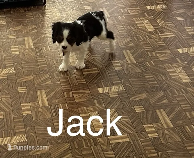 Jack – Cavalier King Charles Spaniel puppy for sale in Montezuma, GA