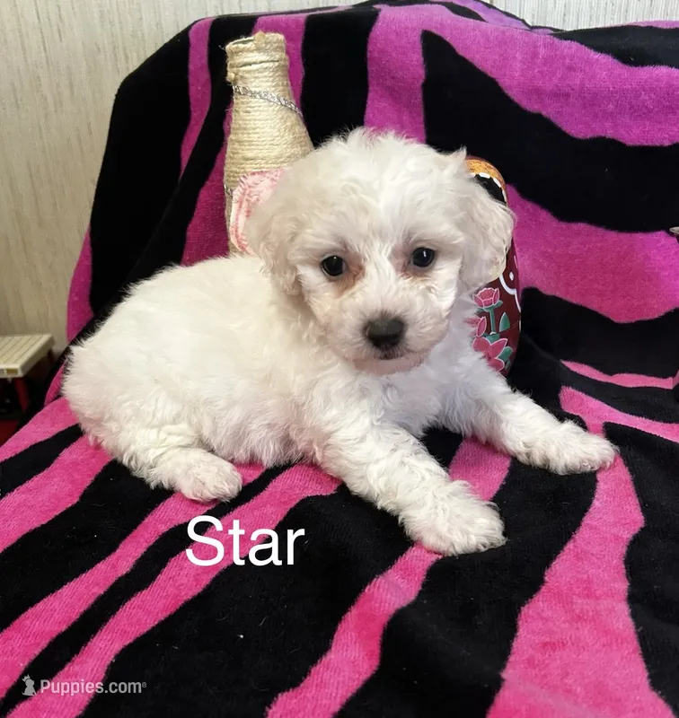 Star – Bichon Frise puppy for sale in Montezuma, GA