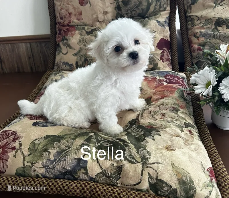 Stella – Bichon Frise puppy for sale in Montezuma, GA