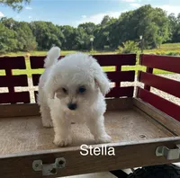 Stella, a female Bichon Frise for sale in Montezuma, GA – 2 of 3