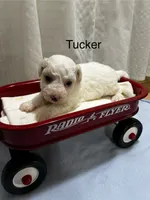 Tucker, a male Bichon Frise for sale in Montezuma, GA – 2 of 2