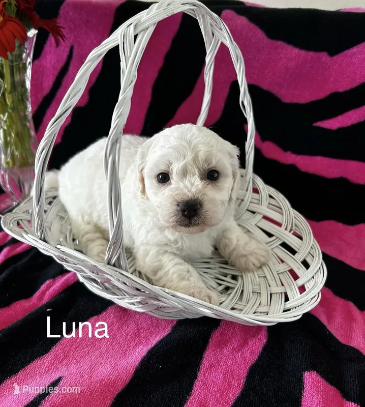 Luna – Bichon Frise puppy for sale in Montezuma, GA