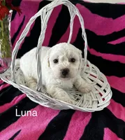 Luna, a female Bichon Frise for sale in Montezuma, GA – 5 of 5