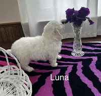 Luna, a female Bichon Frise for sale in Montezuma, GA – 4 of 5
