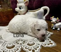 Luna, a female Bichon Frise for sale in Montezuma, GA – Photo 2 of 3