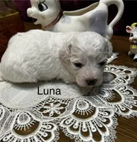 Luna, a female Bichon Frise for sale in Montezuma, GA – Photo 3 of 3