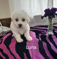 Luna, a female Bichon Frise for sale in Montezuma, GA – 3 of 5