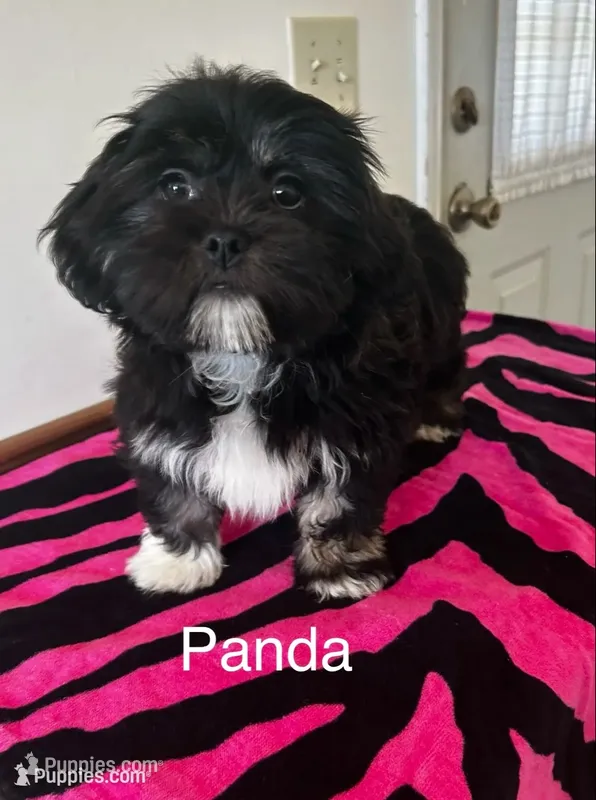 Panda – Lhasa Apso puppy for sale in Montezuma, GA