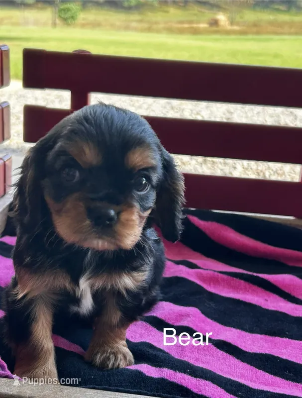 Bear. – Cavalier King Charles Spaniel puppy for sale in Montezuma, GA