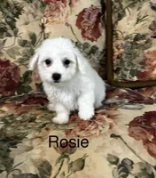 Rosie, a female Bichon Frise for sale in Montezuma, GA – 2 of 2