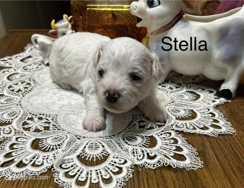 Stella – Bichon Frise puppy for sale in Montezuma, GA