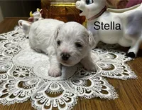 Stella, a female Bichon Frise for sale in Montezuma, GA – Photo 1 of 2