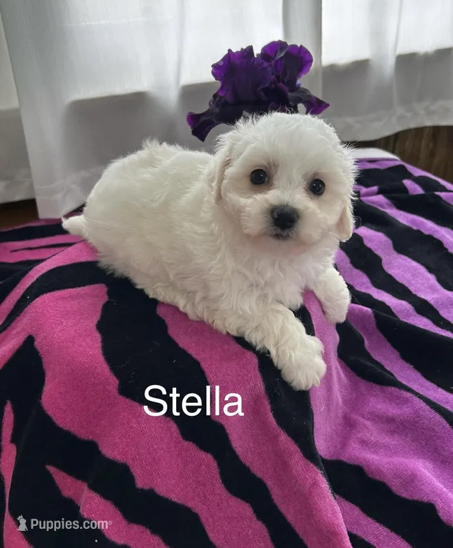 Stella – Bichon Frise puppy for sale in Montezuma, GA