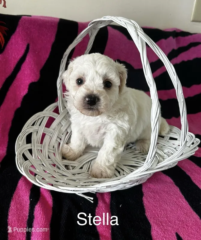 Stella – Bichon Frise puppy for sale in Montezuma, GA