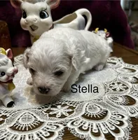 Stella, a female Bichon Frise for sale in Montezuma, GA – Photo 2 of 2