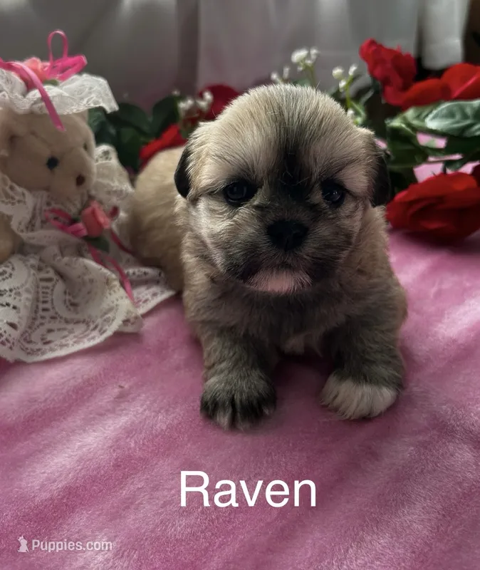 Raven – Lhasa Apso puppy for sale in Montezuma, GA