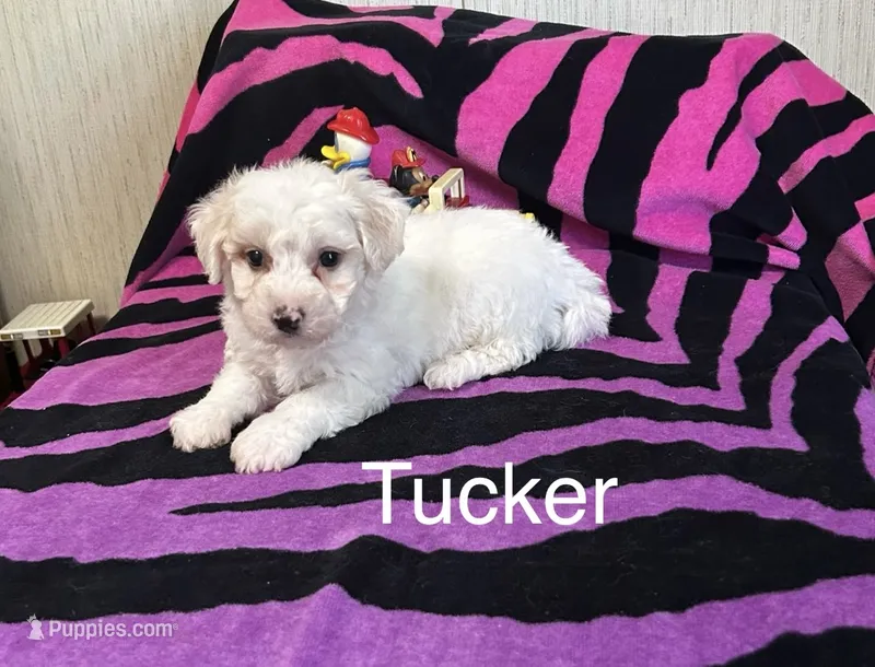 Tucker – Bichon Frise puppy for sale in Montezuma, GA