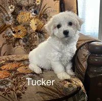 Tucker, a male Bichon Frise for sale in Montezuma, GA – 2 of 2