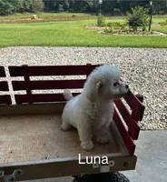 Luna, a female Bichon Frise for sale in Montezuma, GA – 3 of 3