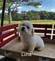 Luna, a female Bichon Frise for sale in Montezuma, GA – 2 of 3