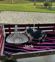 Jack, a male Cavalier King Charles Spaniel for sale in Montezuma, GA – 3 of 3