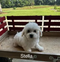 Stella, a female Bichon Frise for sale in Montezuma, GA – 3 of 3