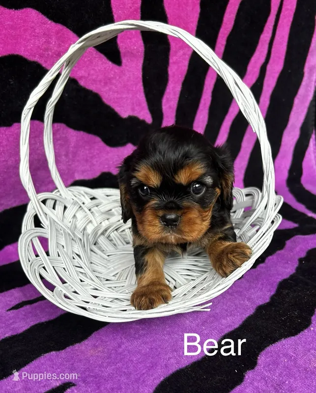 Bear. – Cavalier King Charles Spaniel puppy for sale in Montezuma, GA
