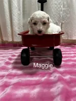Maggie, a female Bichon Frise for sale in Montezuma, GA – 2 of 2
