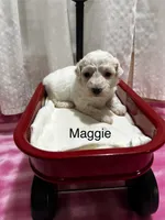 Maggie, a female Bichon Frise for sale in Montezuma, GA – 1 of 2