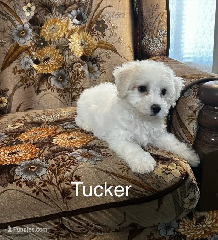 Tucker – Bichon Frise puppy for sale in Montezuma, GA