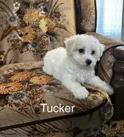 Tucker, a male Bichon Frise for sale in Montezuma, GA – 1 of 2