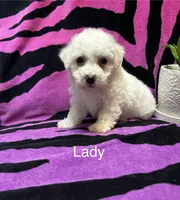 Lady, a female Bichon Frise for sale in Montezuma, GA – 1 of 2