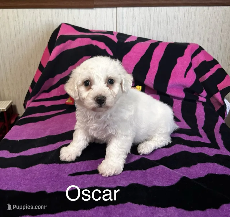 Oscar – Bichon Frise puppy for sale in Montezuma, GA