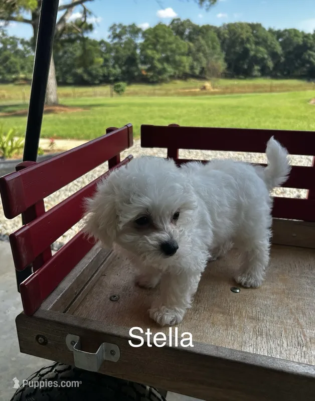 Stella – Bichon Frise puppy for sale in Montezuma, GA
