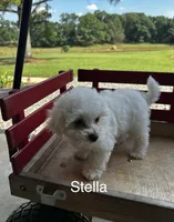 Stella, a female Bichon Frise for sale in Montezuma, GA – 1 of 3