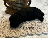Panda, a female Lhasa Apso for sale in Montezuma, GA – 4 of 4