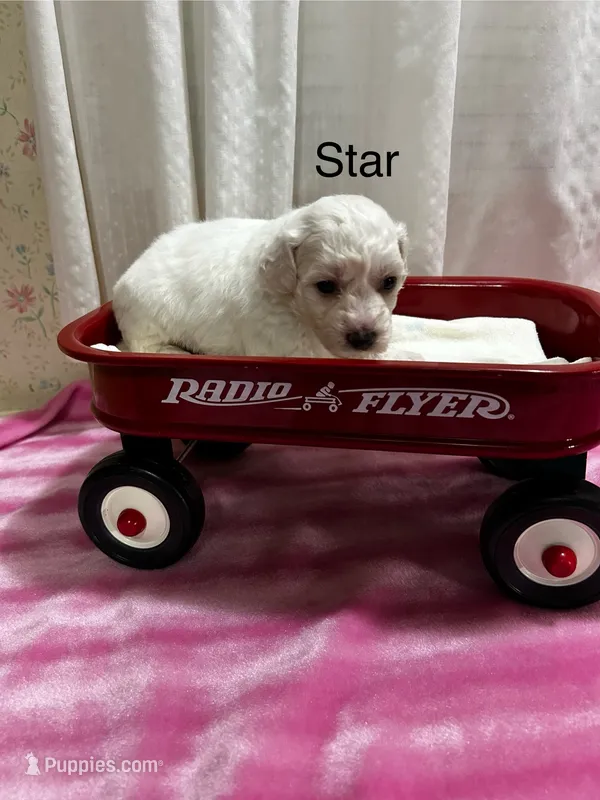Star – Bichon Frise puppy for sale in Montezuma, GA