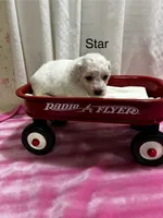 Star, a female Bichon Frise for sale in Montezuma, GA – 1 of 2