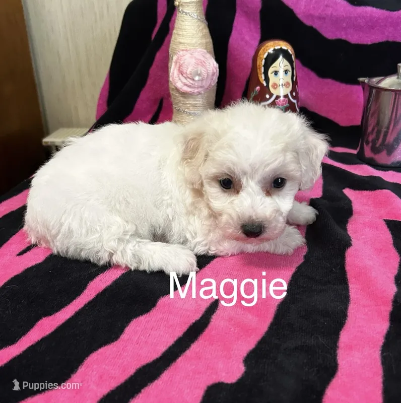 Maggie – Bichon Frise puppy for sale in Montezuma, GA