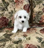 Rosie, a female Bichon Frise for sale in Montezuma, GA – 1 of 2